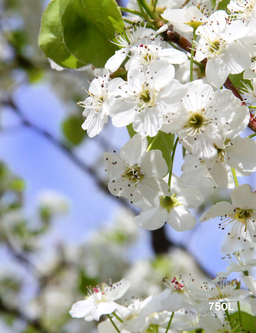 Pyrus calleryana 'Bradford'