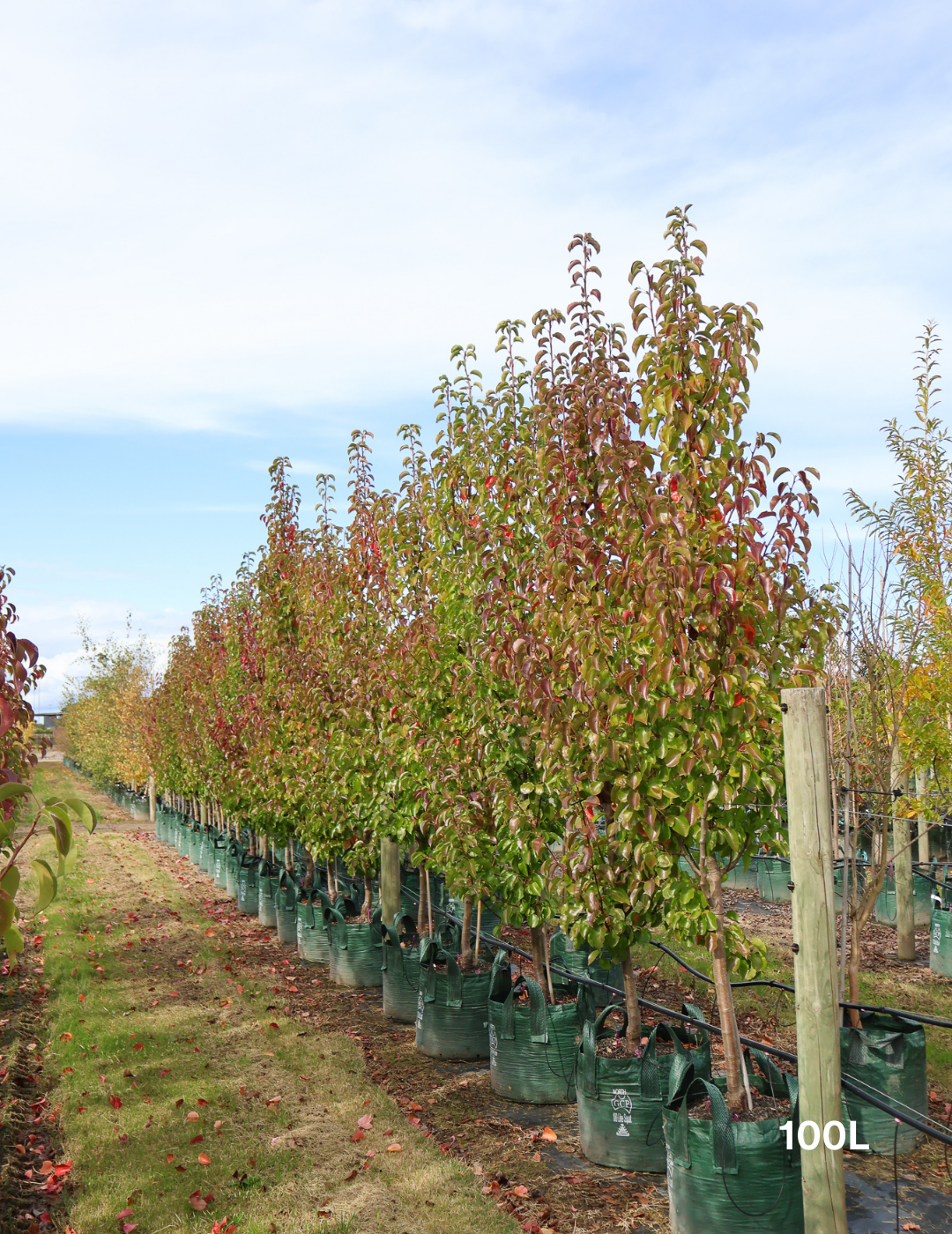 Pyrus calleryana 'Chanticleer' - Evergreen Trees Direct