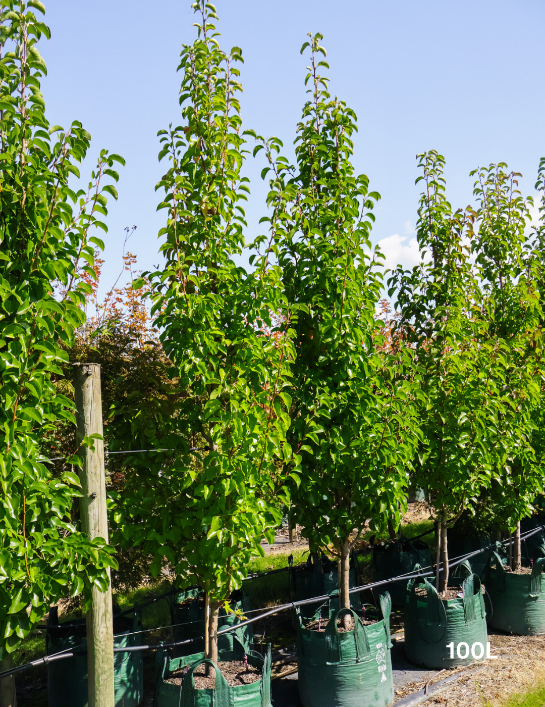 Pyrus calleryana 'Chanticleer' - Evergreen Trees Direct