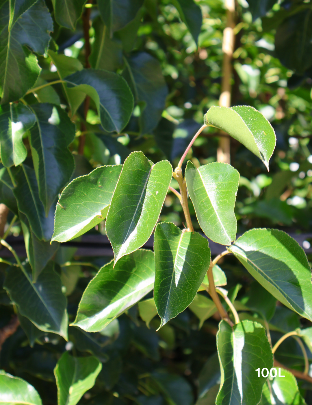 Pyrus calleryana 'Chanticleer' - Evergreen Trees Direct