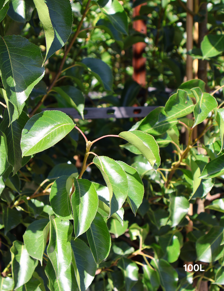 Pyrus calleryana 'Chanticleer'