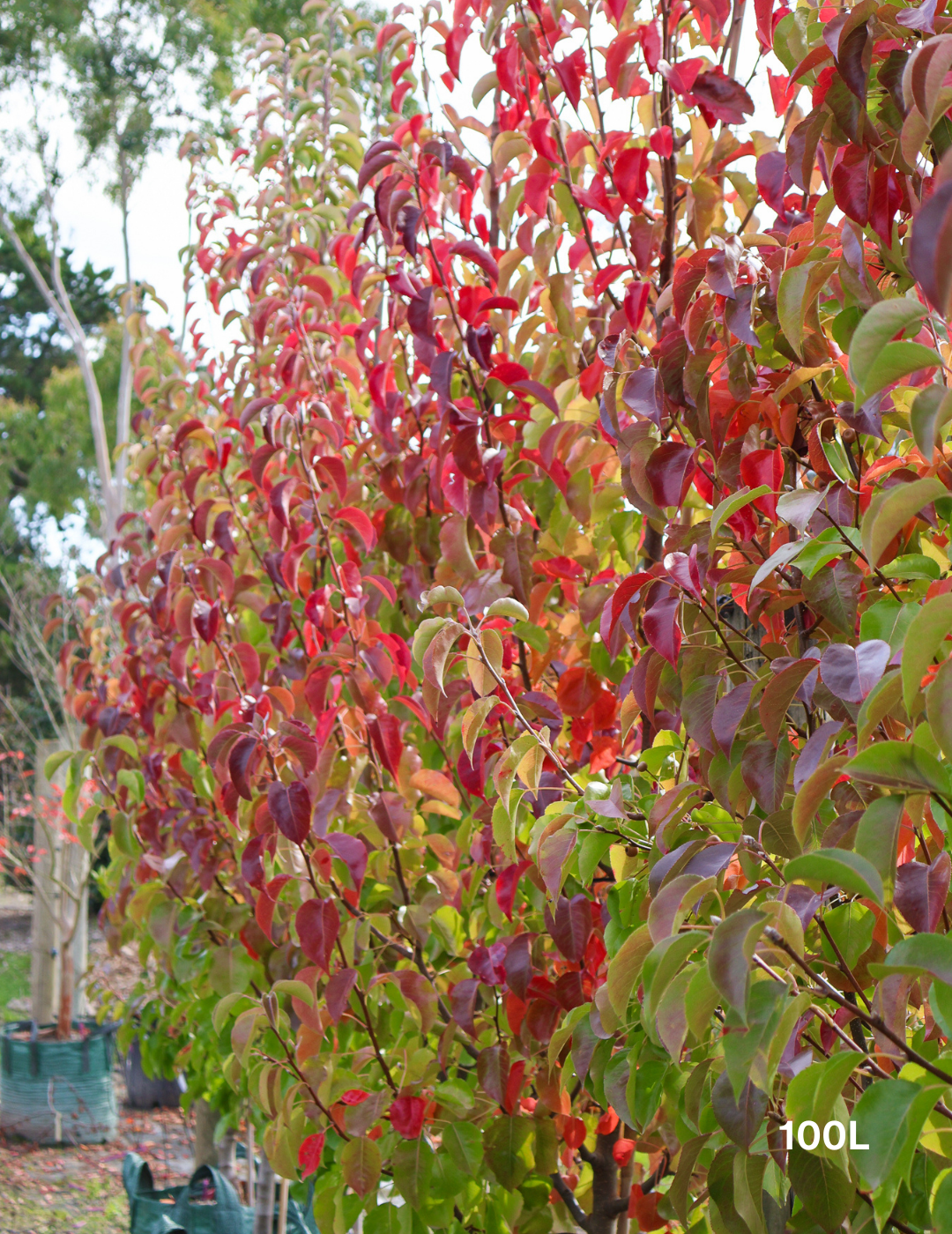 Pyrus calleryana 'Chanticleer' - Evergreen Trees Direct