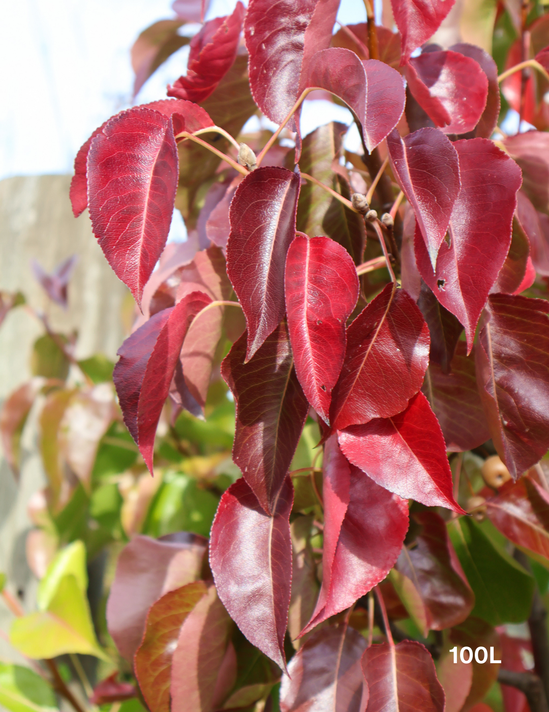 Pyrus calleryana 'Chanticleer' - Evergreen Trees Direct