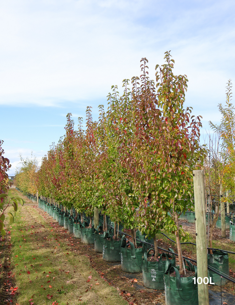 Pyrus calleryana 'Chanticleer'