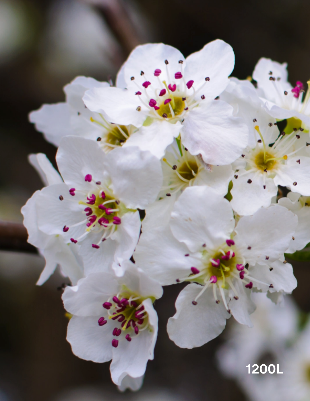 Pyrus calleryana 'Chanticleer' - Evergreen Trees Direct