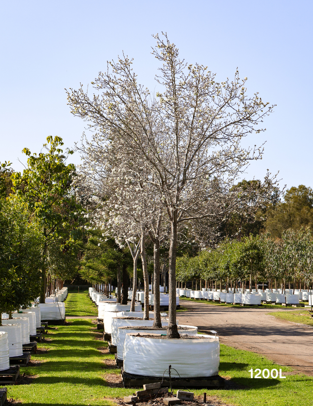 Pyrus calleryana 'Chanticleer' - Evergreen Trees Direct