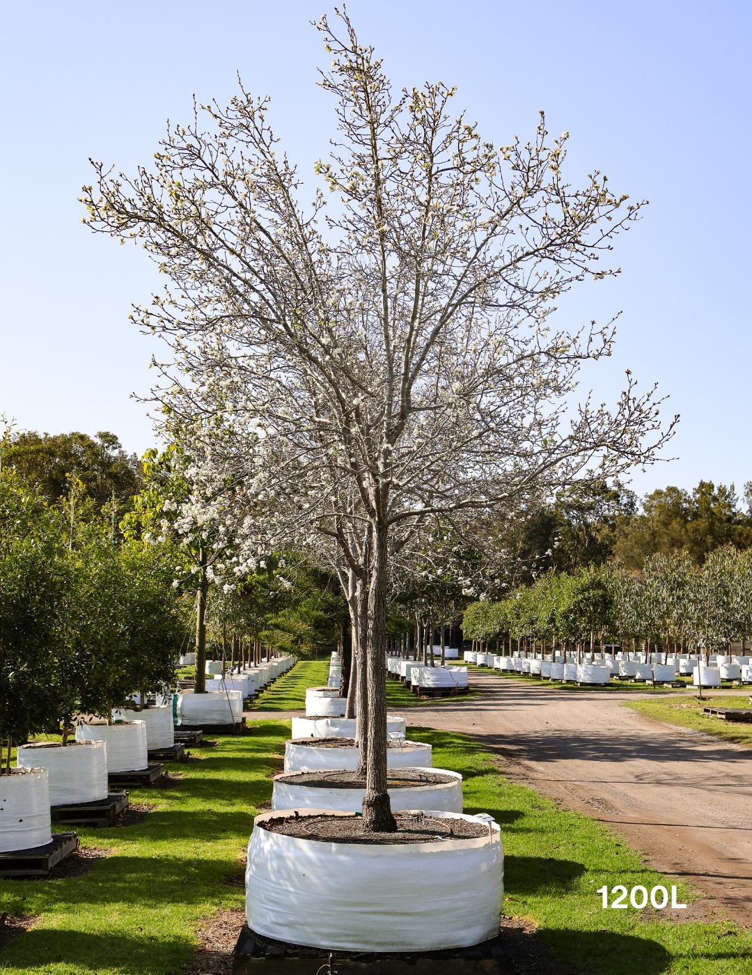 Pyrus calleryana 'Chanticleer' - Evergreen Trees Direct