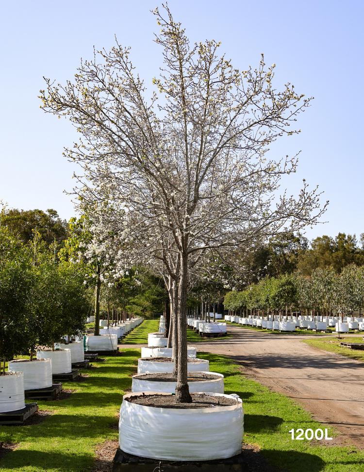 Pyrus calleryana 'Chanticleer'