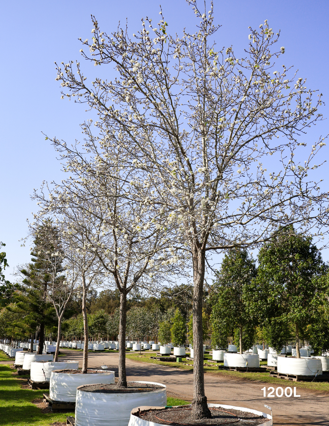 Pyrus calleryana 'Chanticleer' - Evergreen Trees Direct