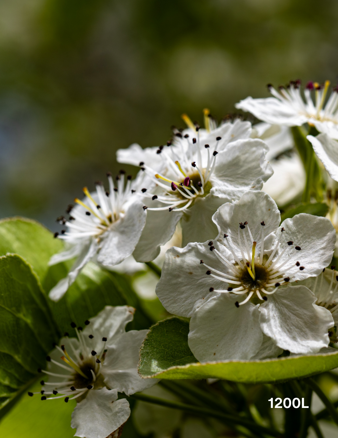 Pyrus calleryana 'Chanticleer' - Evergreen Trees Direct