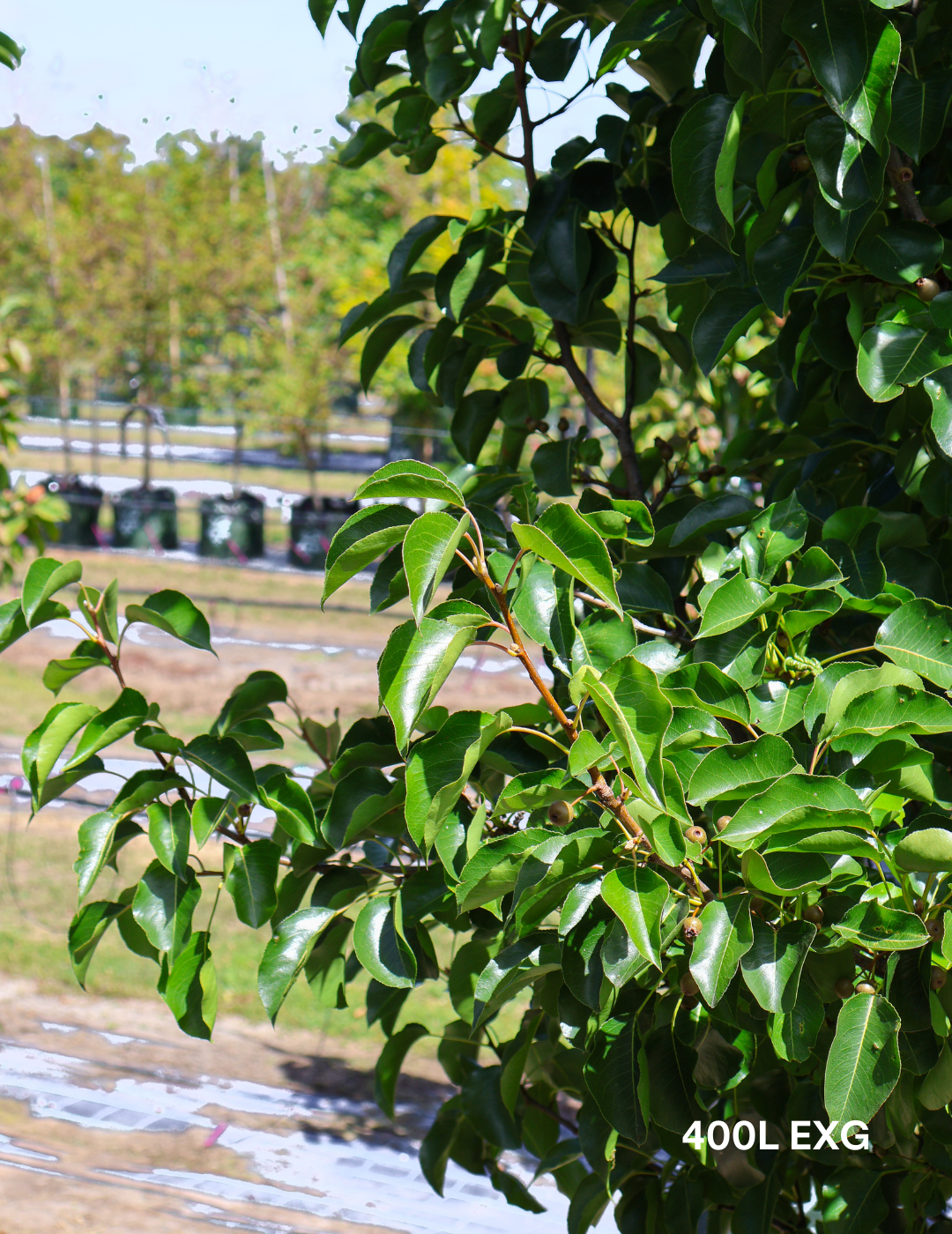 Pyrus calleryana 'Chanticleer' - Evergreen Trees Direct