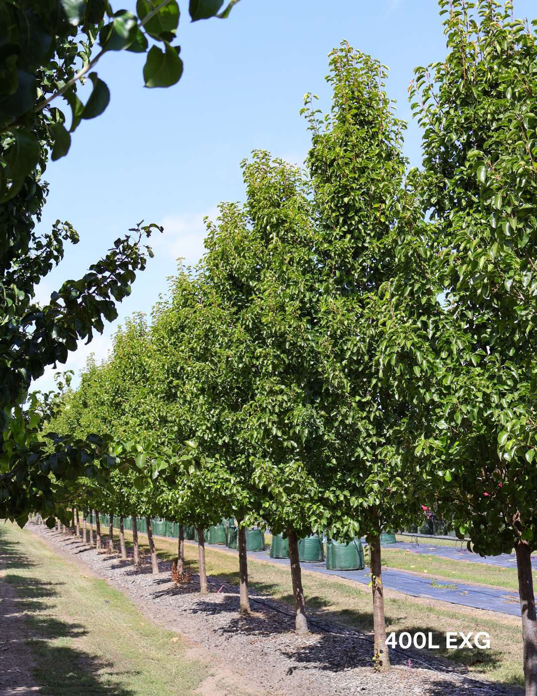 Pyrus calleryana 'Chanticleer' - Evergreen Trees Direct