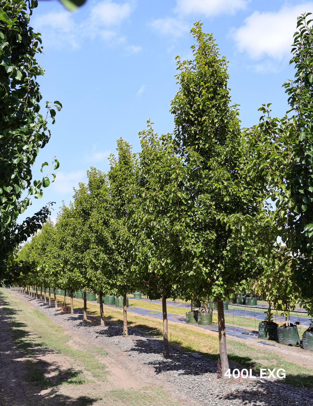 Pyrus calleryana 'Chanticleer' - Evergreen Trees Direct