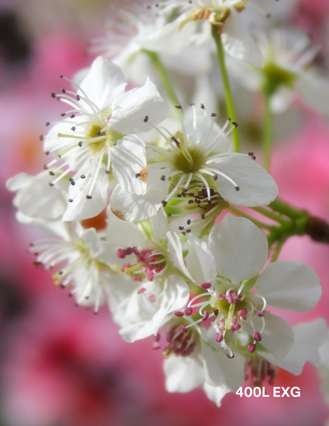 Pyrus calleryana 'Chanticleer' - Evergreen Trees Direct