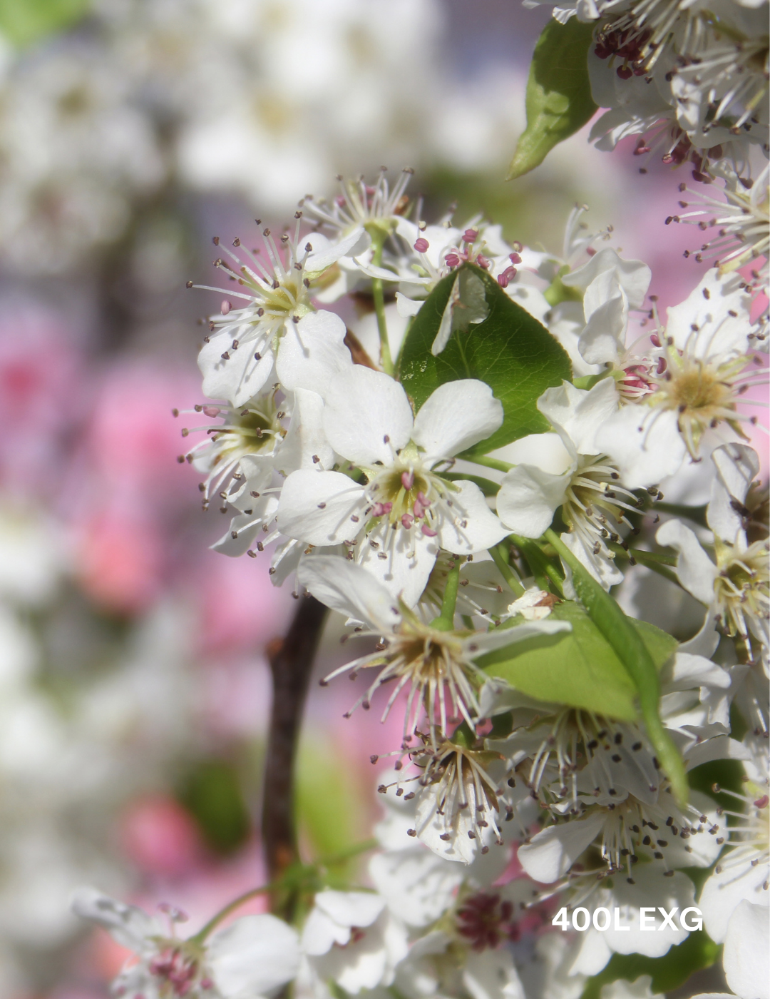 Pyrus calleryana 'Chanticleer' - Evergreen Trees Direct