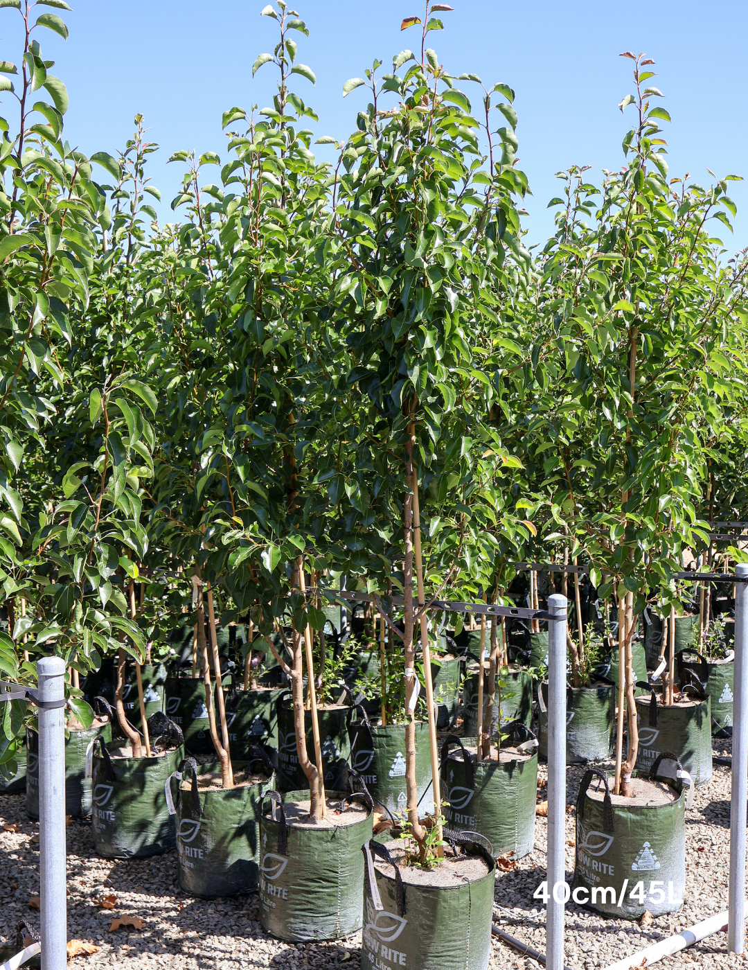 Pyrus calleryana 'Chanticleer' - Evergreen Trees Direct