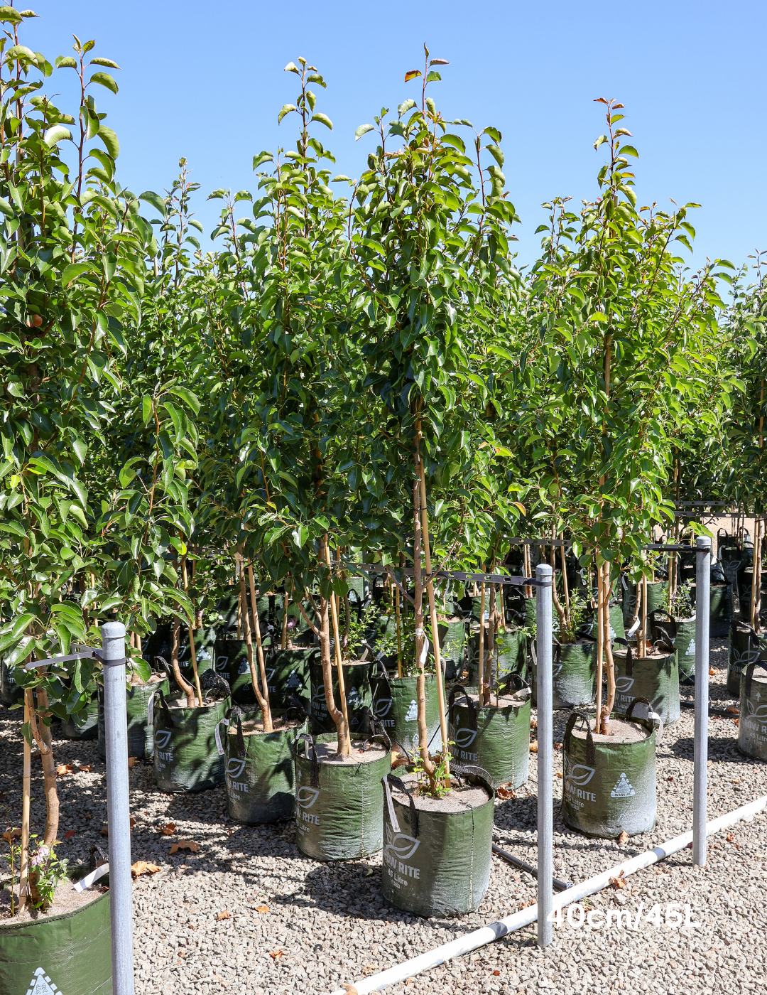 Pyrus calleryana 'Chanticleer' - Evergreen Trees Direct