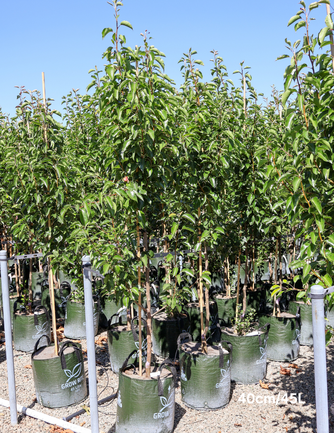 Pyrus calleryana 'Chanticleer' - Evergreen Trees Direct