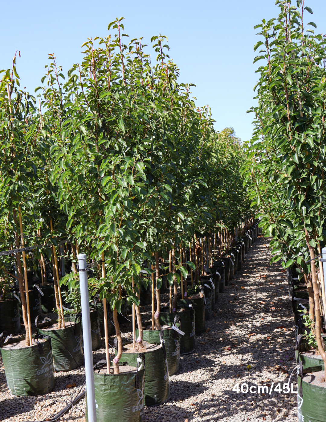 Pyrus calleryana 'Chanticleer' - Evergreen Trees Direct