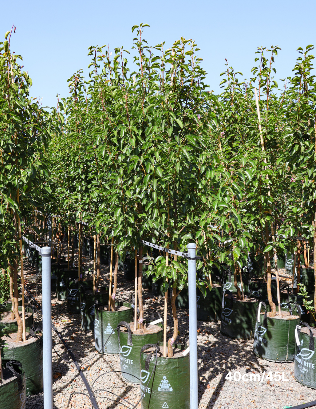 Pyrus calleryana 'Chanticleer' - Evergreen Trees Direct