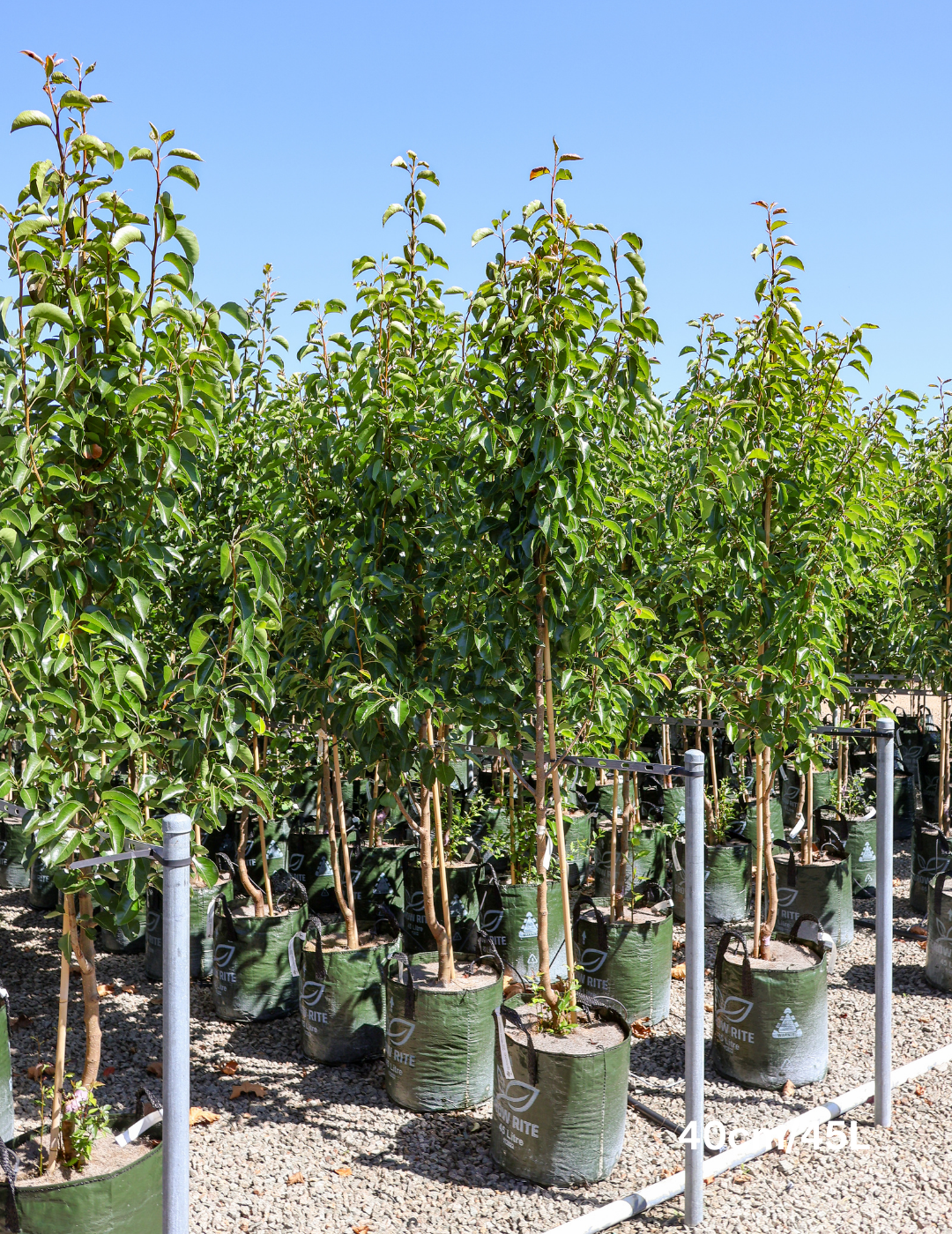 Pyrus calleryana 'Chanticleer' - Evergreen Trees Direct