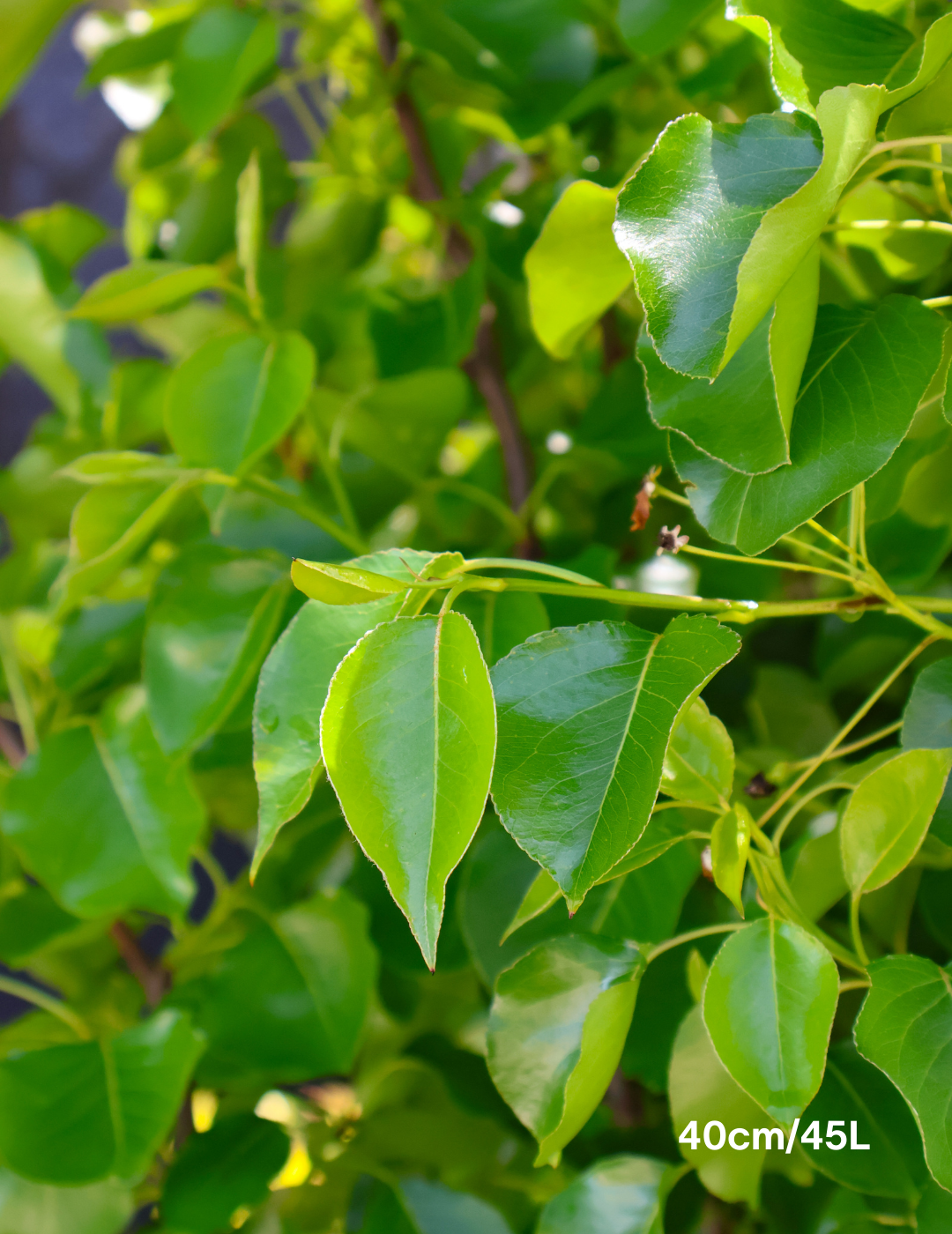 Pyrus calleryana 'Chanticleer' - Evergreen Trees Direct