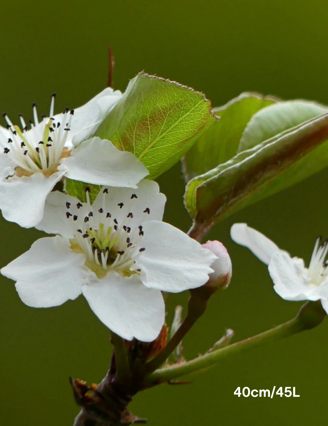 Pyrus calleryana x pyrifolia 'Javelin' - Evergreen Trees Direct