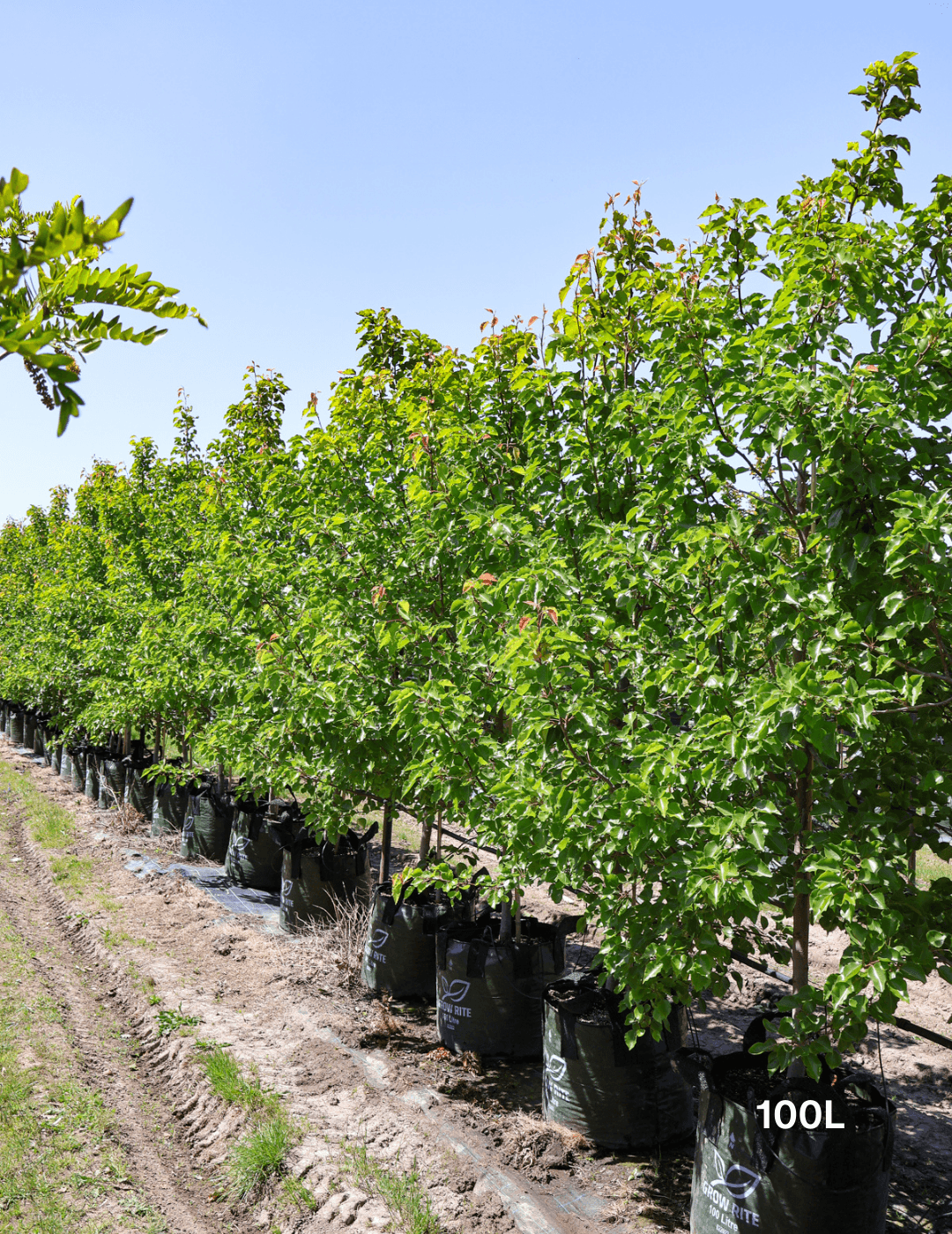 Pyrus ussuriensis - Evergreen Trees Direct