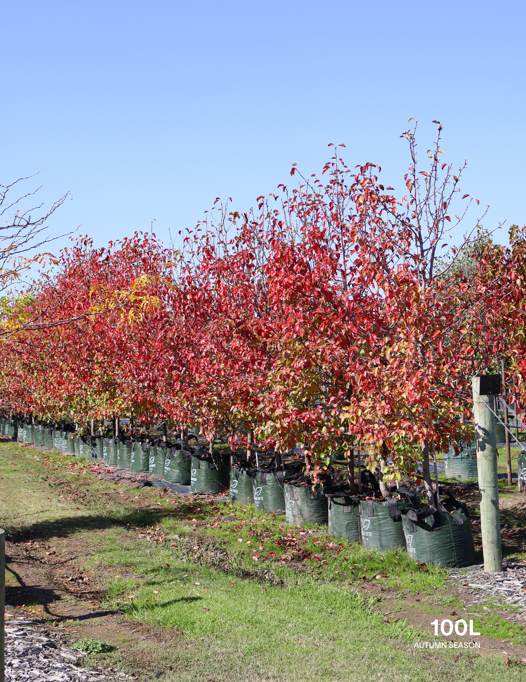 Pyrus ussuriensis - Evergreen Trees Direct