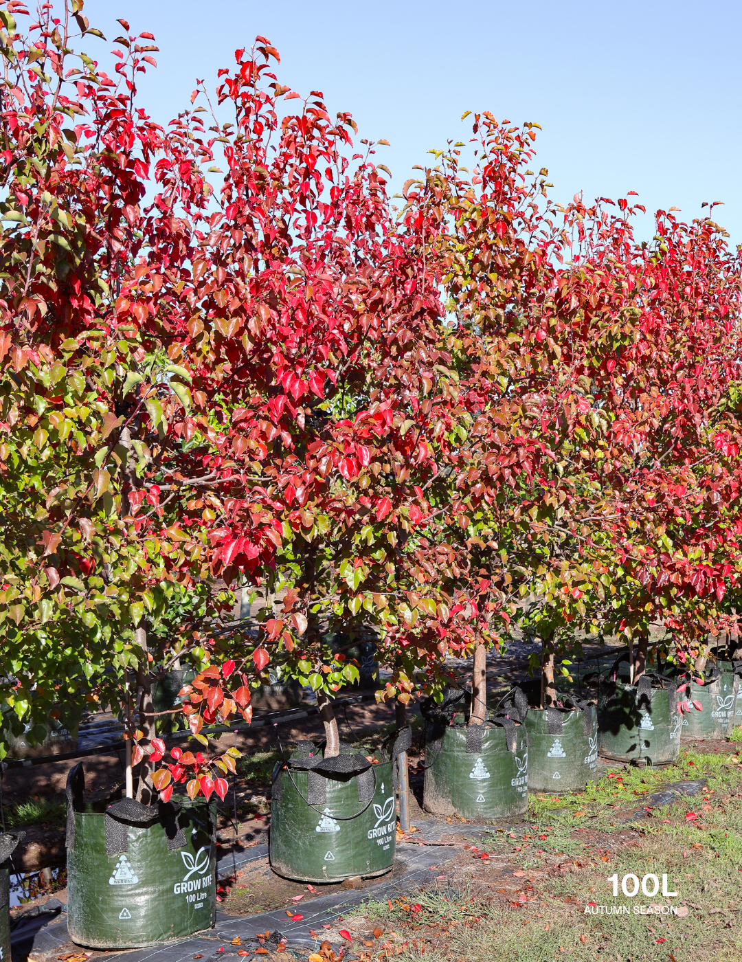 Pyrus ussuriensis - Evergreen Trees Direct