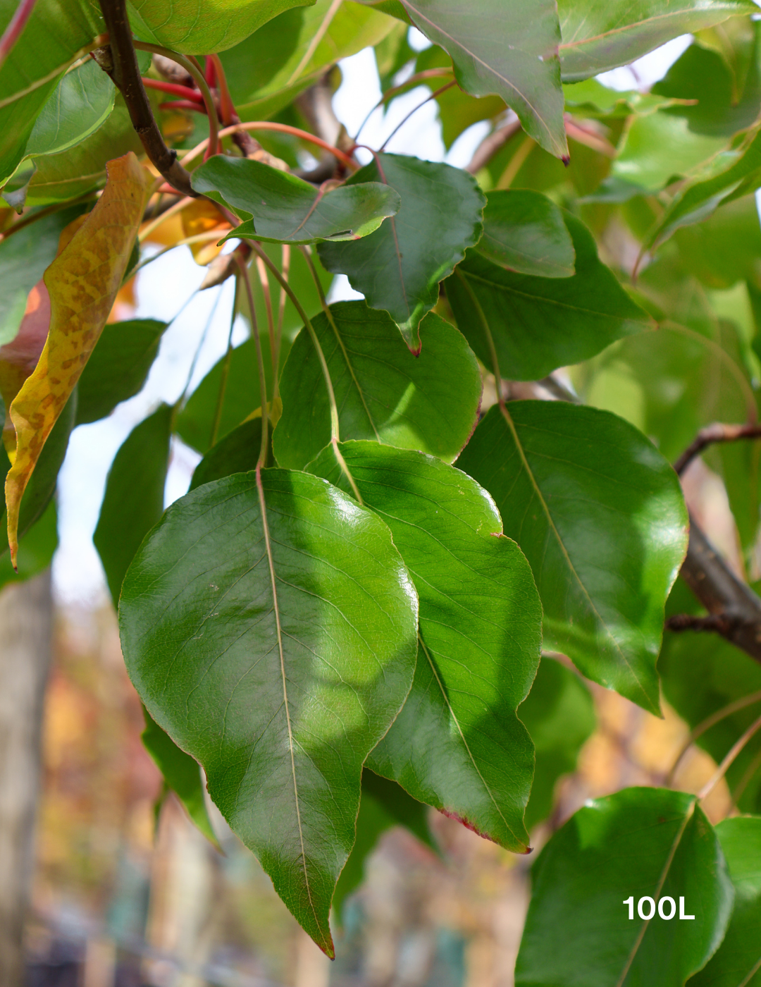 Pyrus ussuriensis - Evergreen Trees Direct