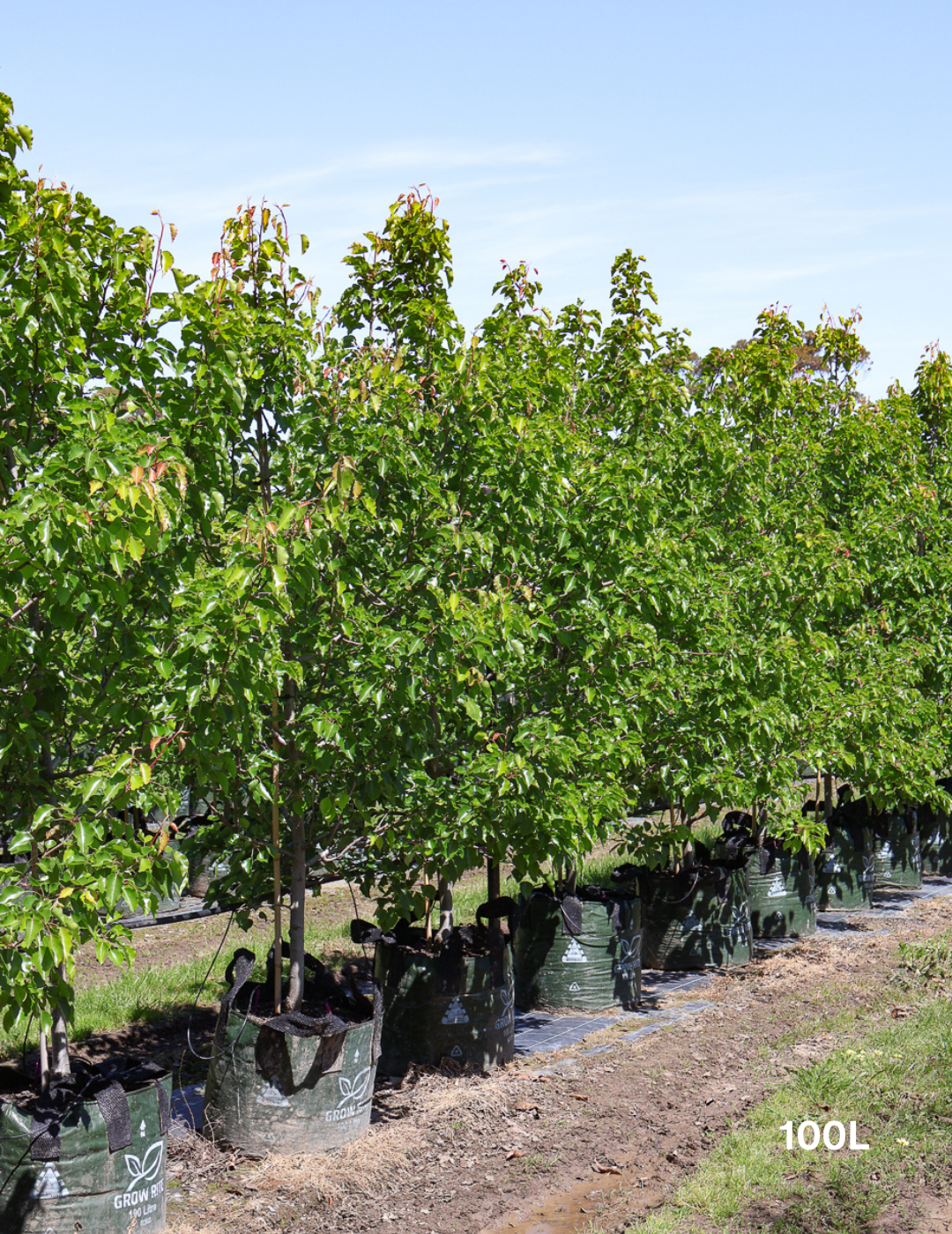 Pyrus ussuriensis - Evergreen Trees Direct