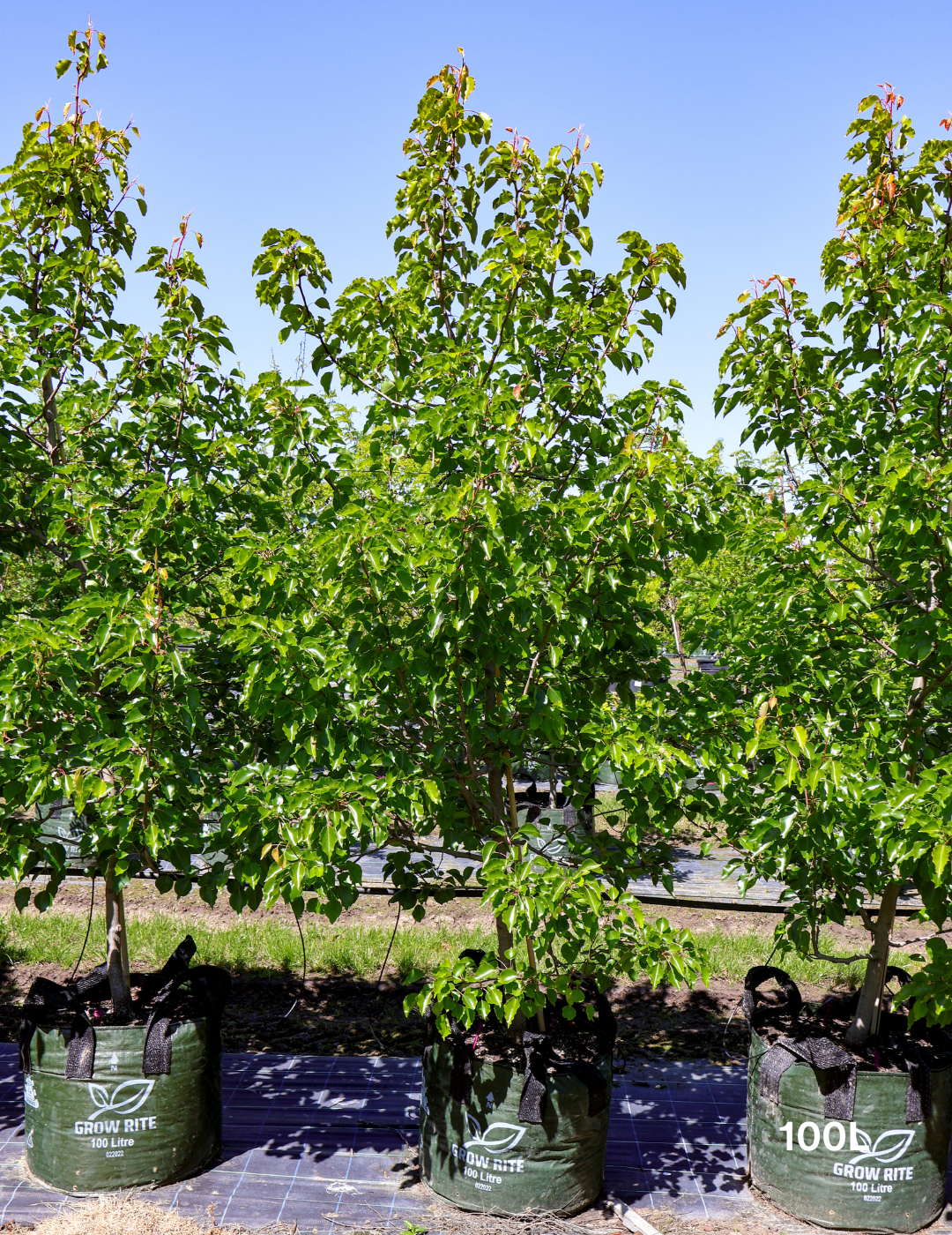 Pyrus ussuriensis - Evergreen Trees Direct