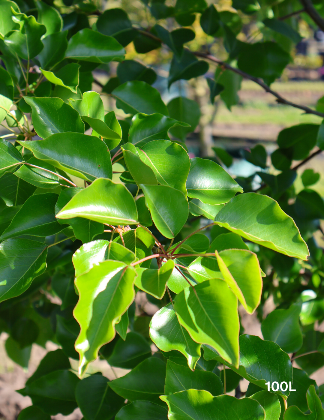 Pyrus ussuriensis - Evergreen Trees Direct