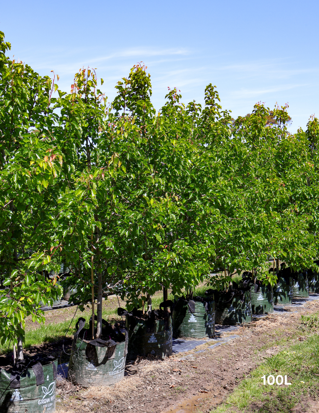 Pyrus ussuriensis - Evergreen Trees Direct