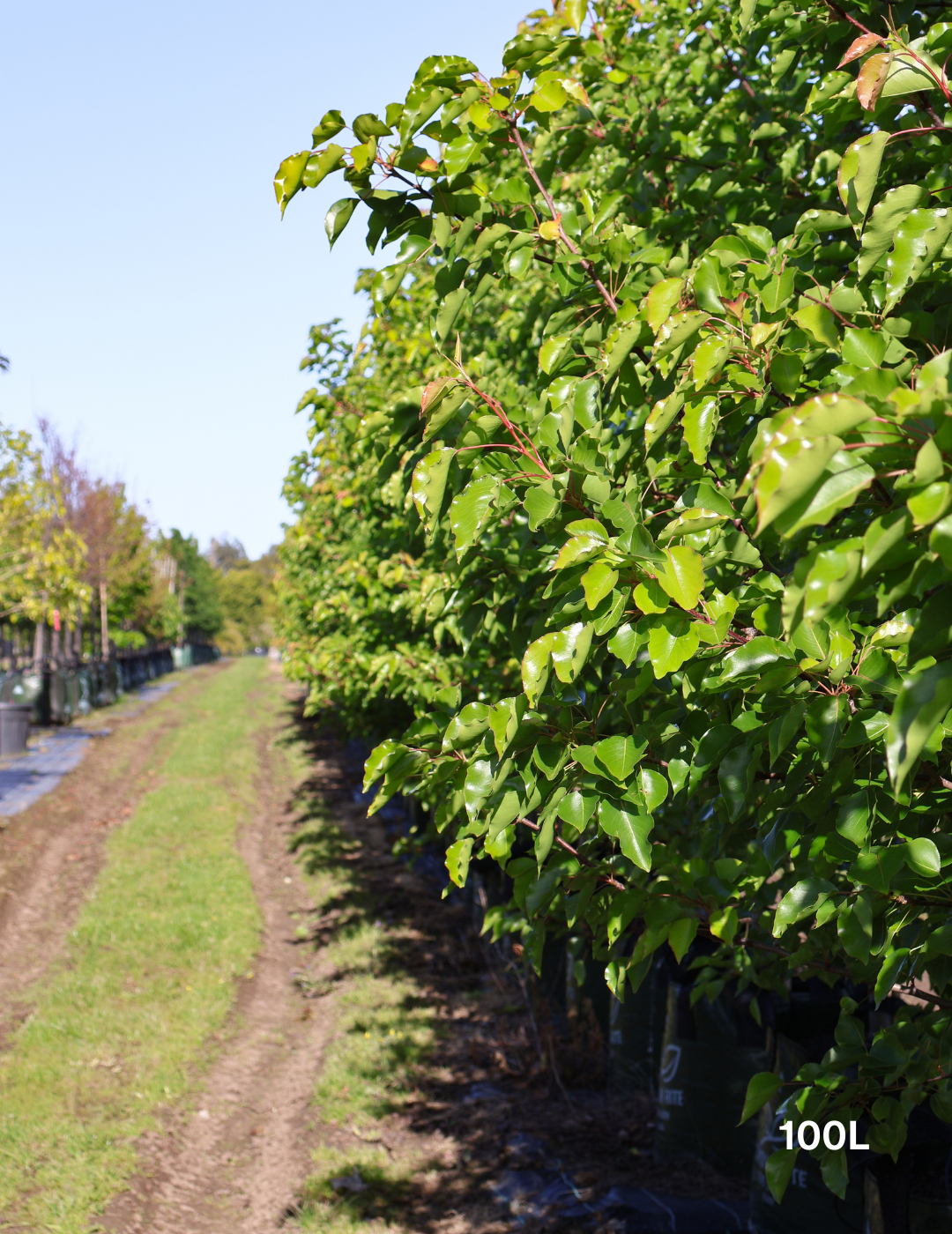 Pyrus ussuriensis - Evergreen Trees Direct