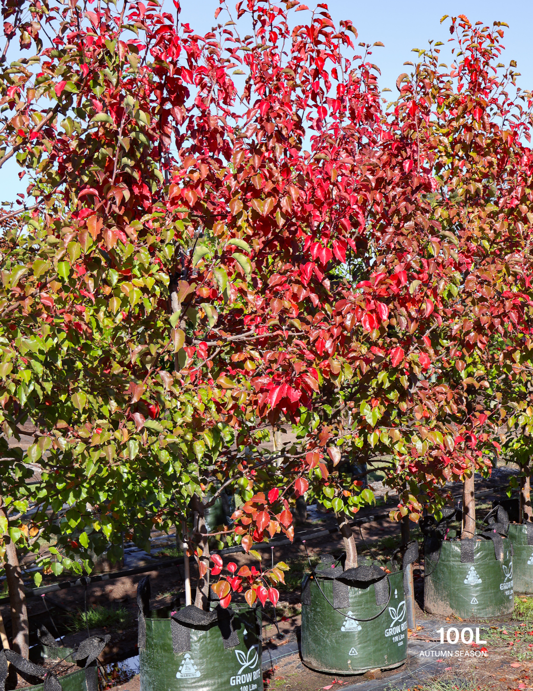 Pyrus ussuriensis - Evergreen Trees Direct