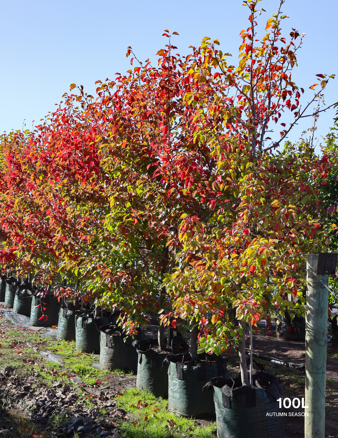 Pyrus ussuriensis - Evergreen Trees Direct