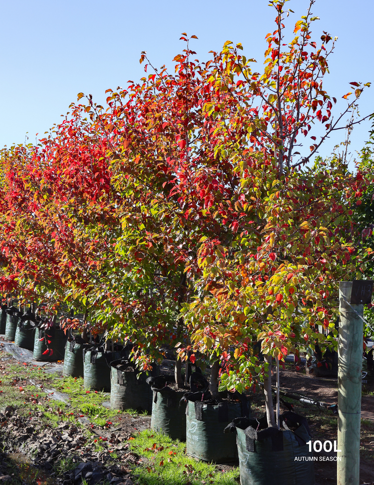 Pyrus ussuriensis