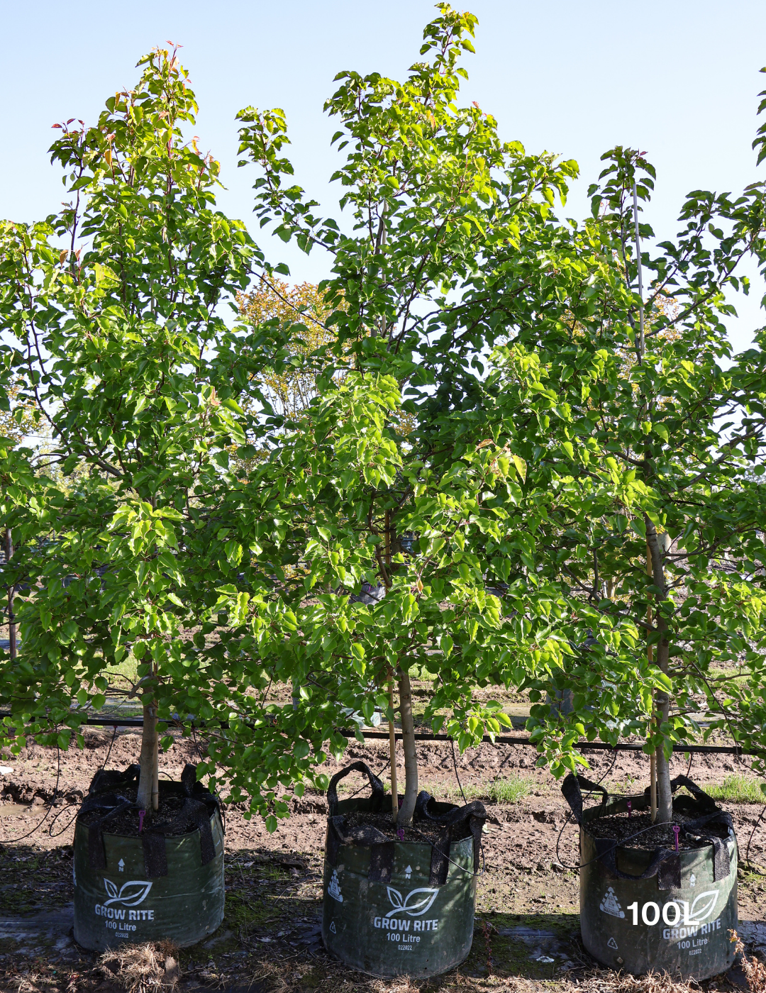 Pyrus ussuriensis - Evergreen Trees Direct