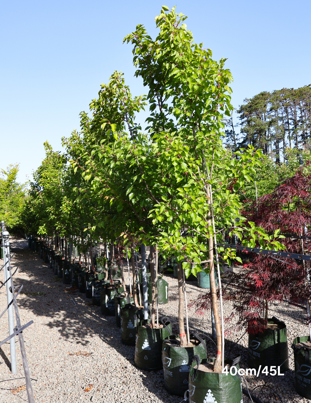 Pyrus ussuriensis - Evergreen Trees Direct