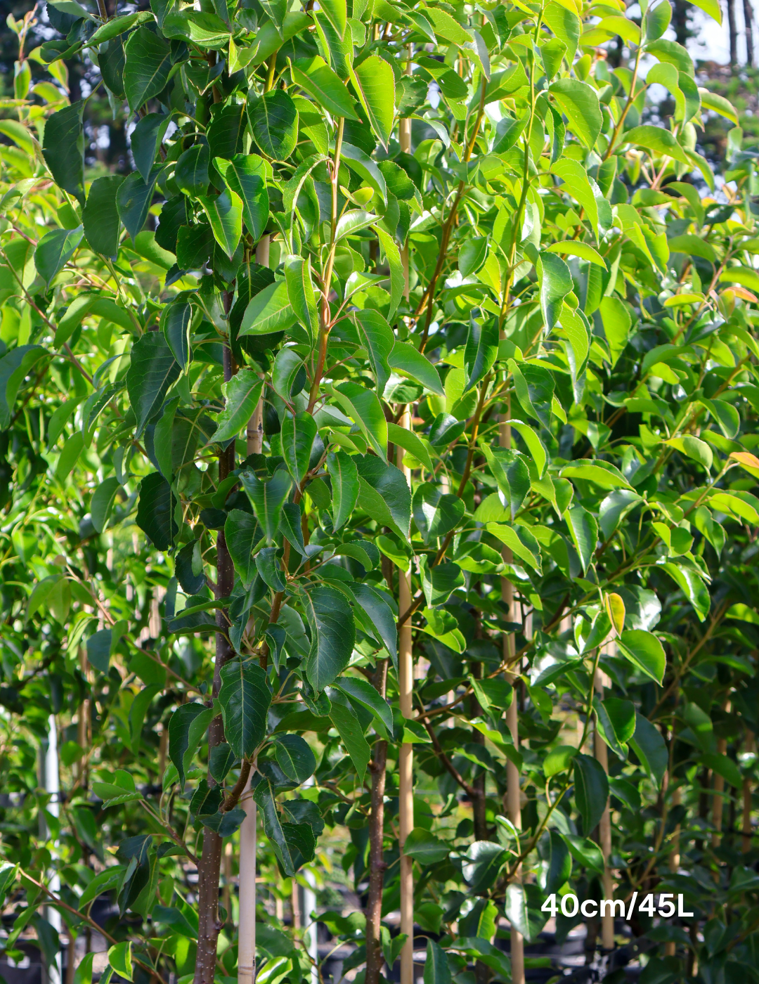 Pyrus ussuriensis - Evergreen Trees Direct