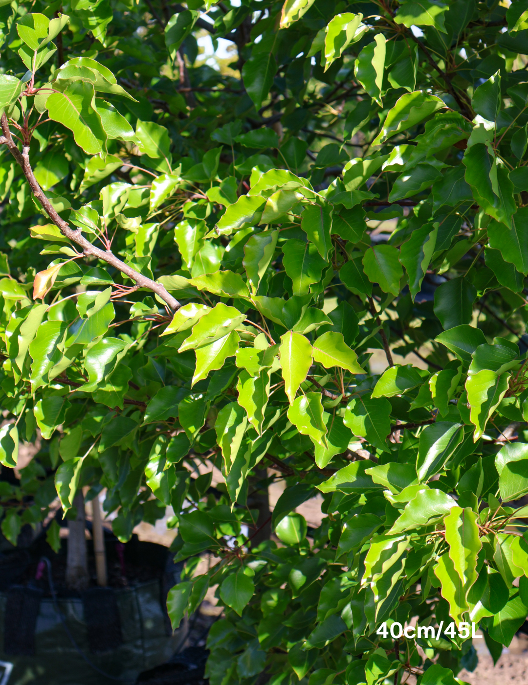 Pyrus ussuriensis - Evergreen Trees Direct