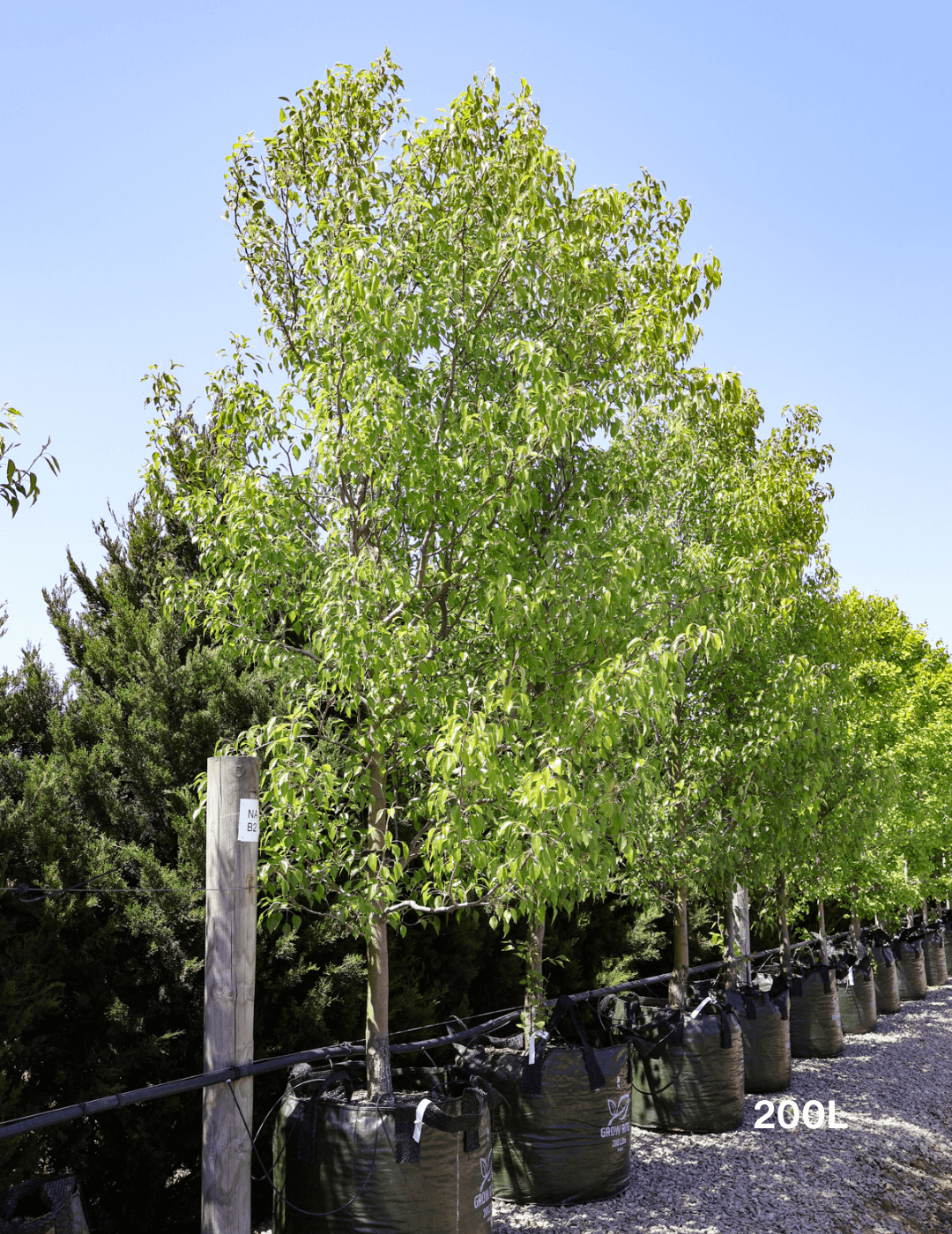 Pyrus betulaefolia 'Southworth Dancer' - Evergreen Trees Direct