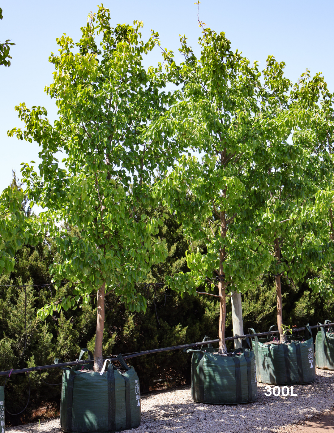 Pyrus betulaefolia x 'Edgedell' Edgewood