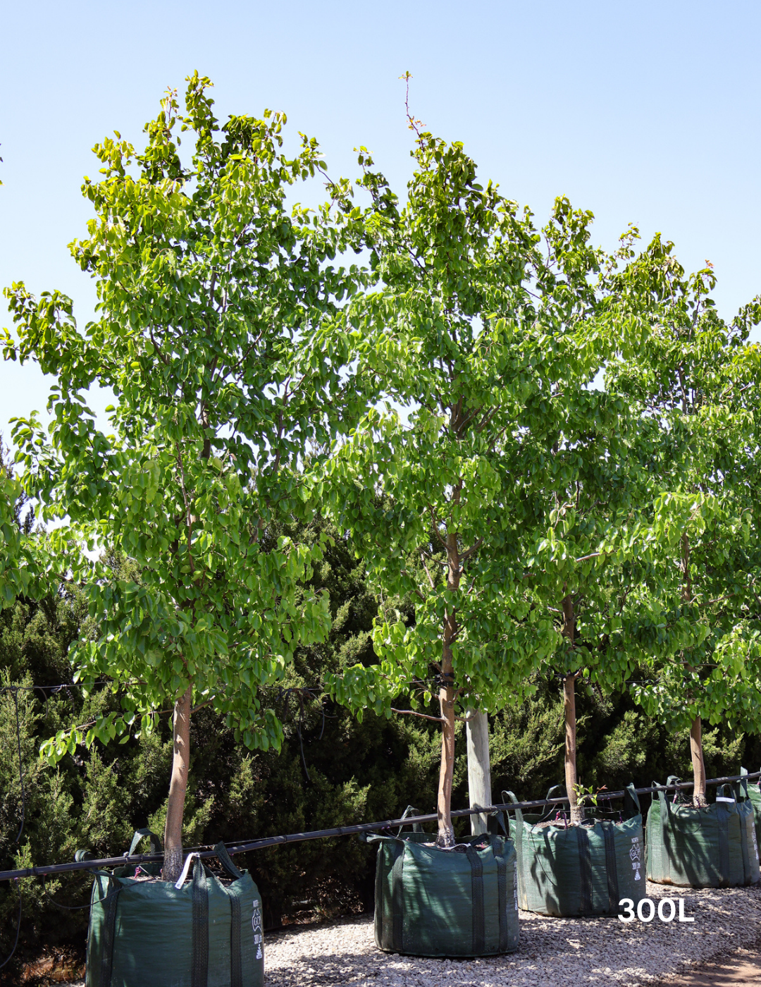 Pyrus betulaefolia x 'Edgedell' Edgewood - Evergreen Trees Direct