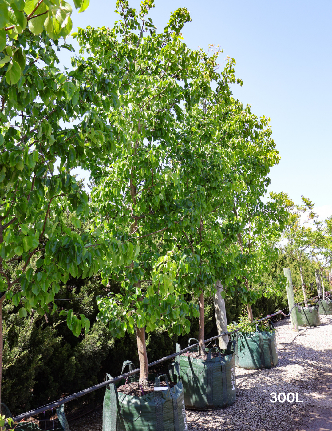 Pyrus betulaefolia x 'Edgedell' Edgewood - Evergreen Trees Direct