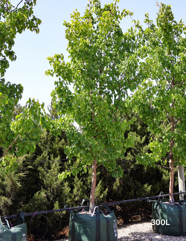 Pyrus betulaefolia x 'Edgedell' Edgewood