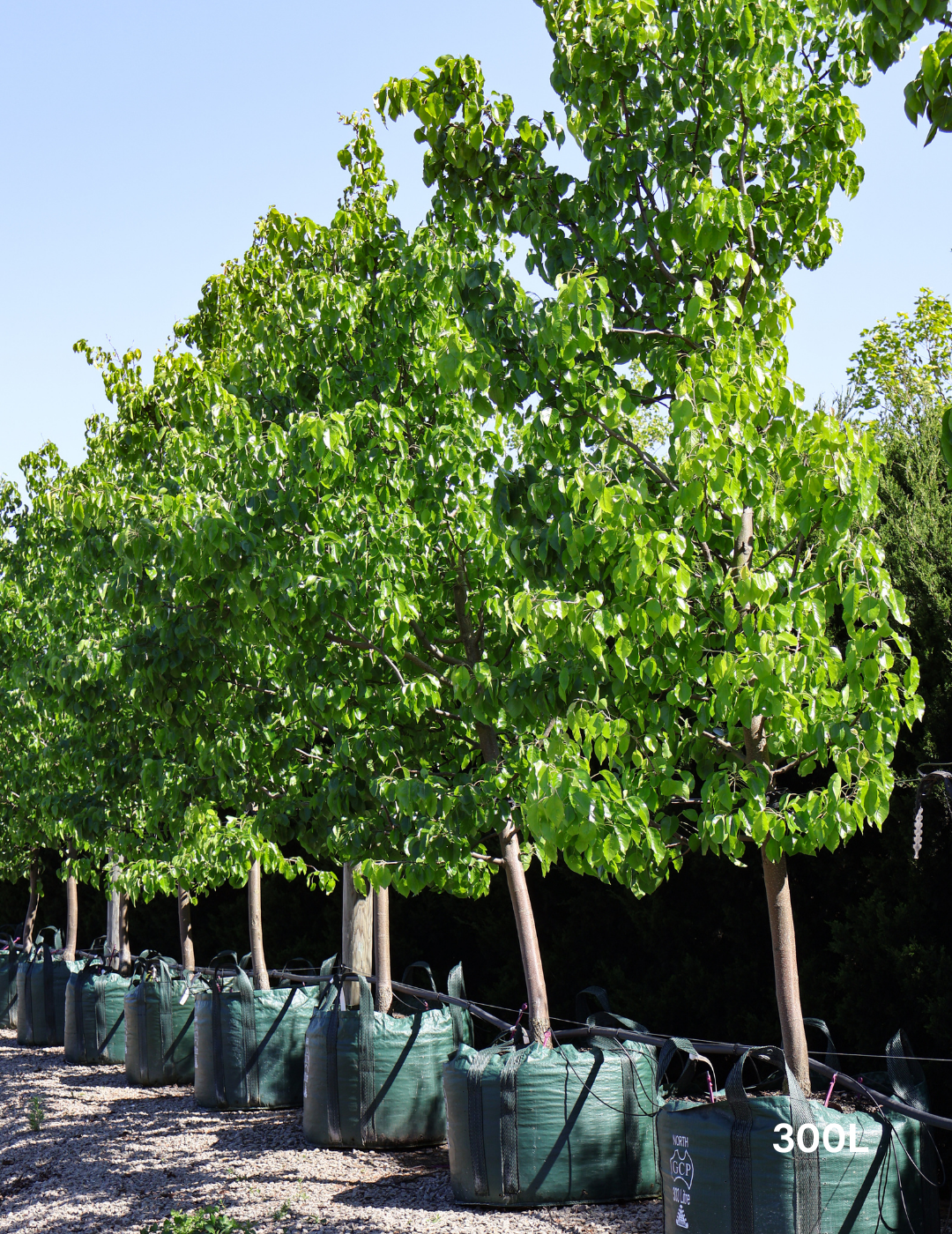 Pyrus betulaefolia x 'Edgedell' Edgewood - Evergreen Trees Direct