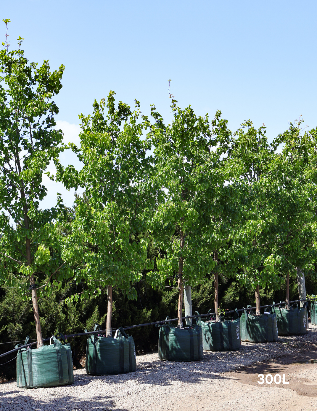 Pyrus betulaefolia x 'Edgedell' Edgewood - Evergreen Trees Direct